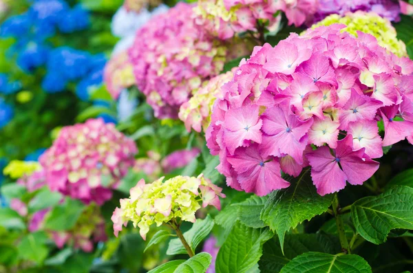 Hydrangea — Stock Photo, Image