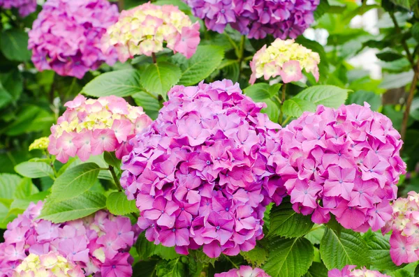 Hydrangea — Stock Photo, Image