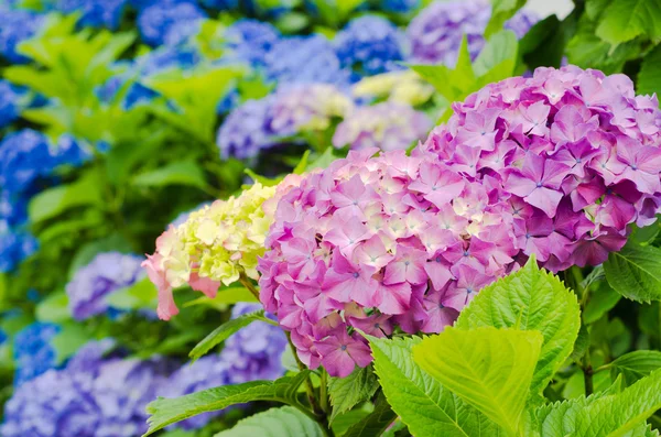 Hydrangea — Stock Photo, Image