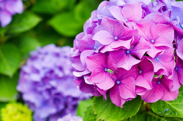 Hydrangea — Stock Photo, Image