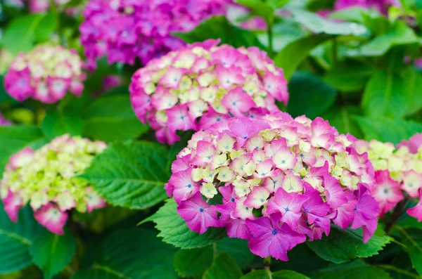 Hydrangea — Stock Photo, Image