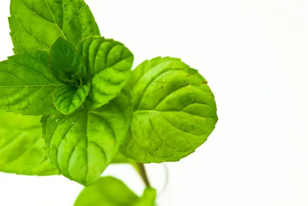 Mint leaves — Stock Photo, Image