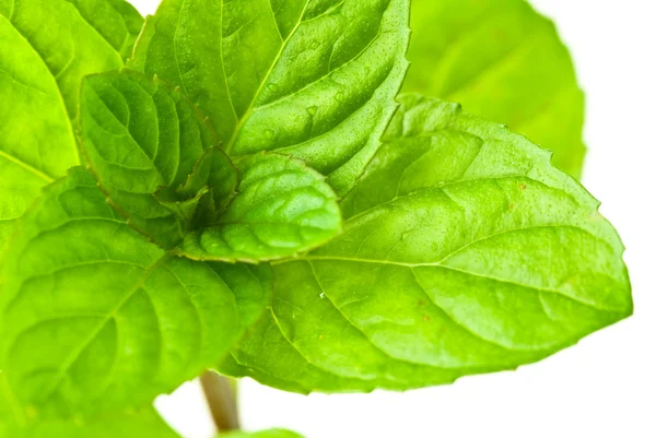 Mint leaves — Stock Photo, Image