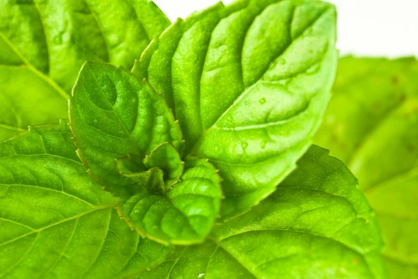 Mint leaves — Stock Photo, Image