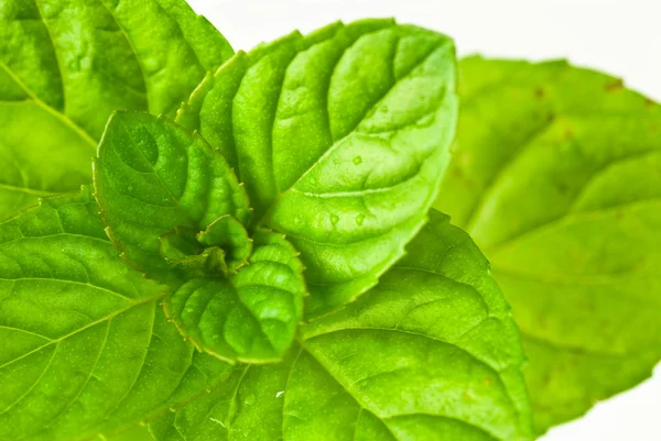 Mint leaves — Stock Photo, Image