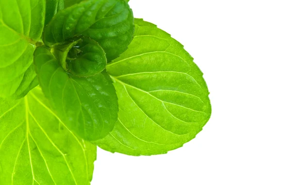 Mint leaves — Stock Photo, Image