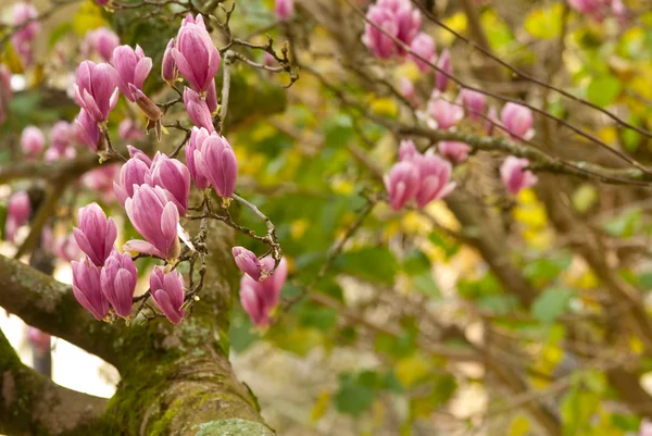 Magnolia - Stock-foto