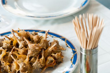 deniz salyangozları