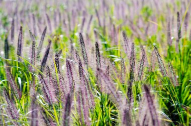Pennisetum