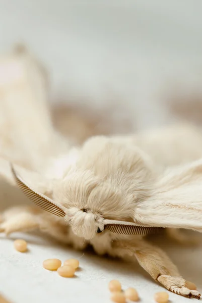 Bombyx mori — Stockfoto