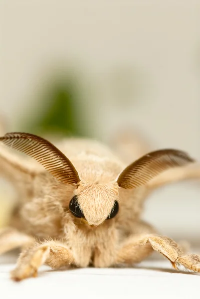 Bombyx mori —  Fotos de Stock