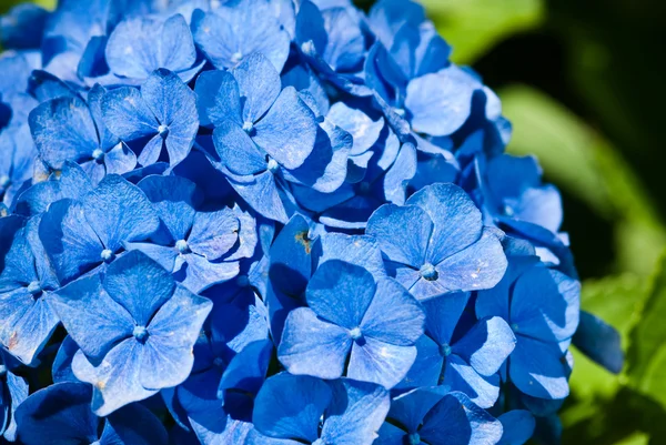 Hydrangea — Stock Photo, Image