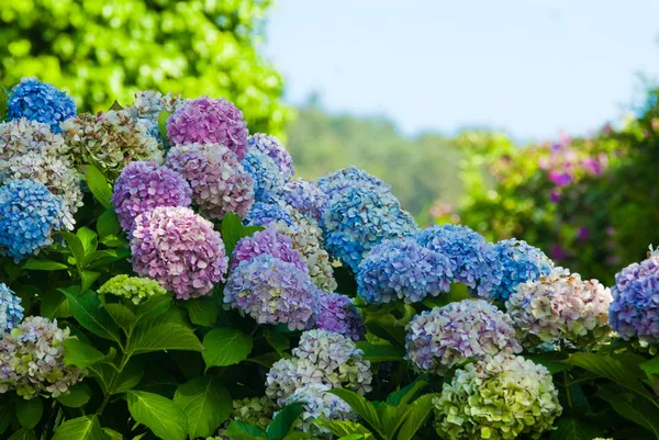 Hortensias Fotos de stock libres de derechos