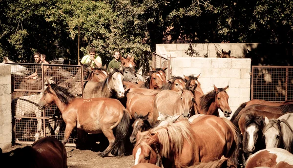 Chevaux sauvages — Photo