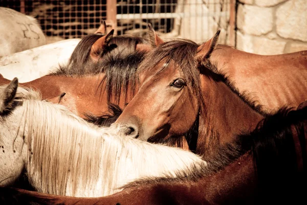 Caballos salvajes —  Fotos de Stock