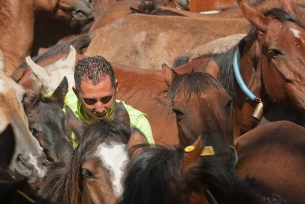 Horse and man — Stock Photo, Image