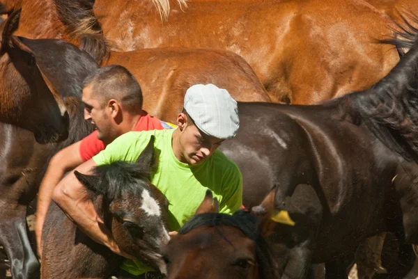 Hästar i Galicien — Stockfoto