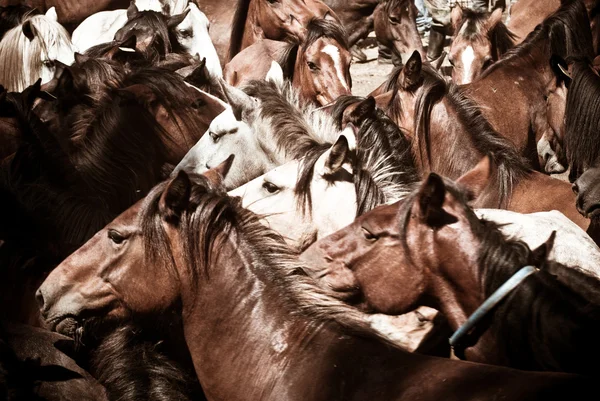 Caballos salvajes — Foto de Stock