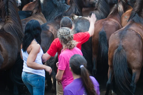 Galicia and horses — Stock Photo, Image