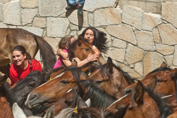 Wild horses — Stock Photo, Image