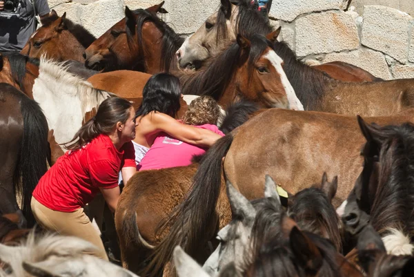 Caballos salvajes Fotos de stock libres de derechos