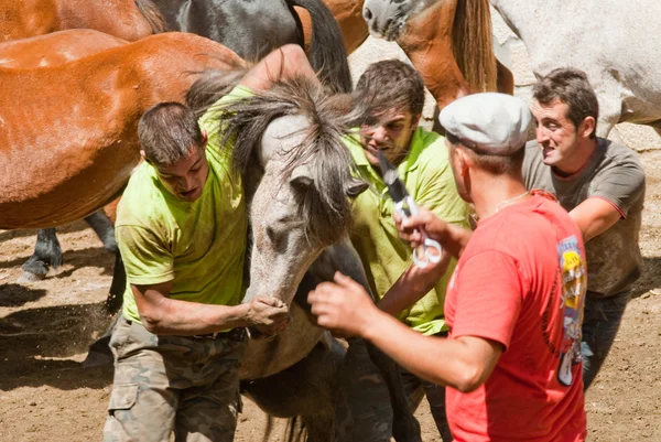 Erkekler ve at — Stok fotoğraf