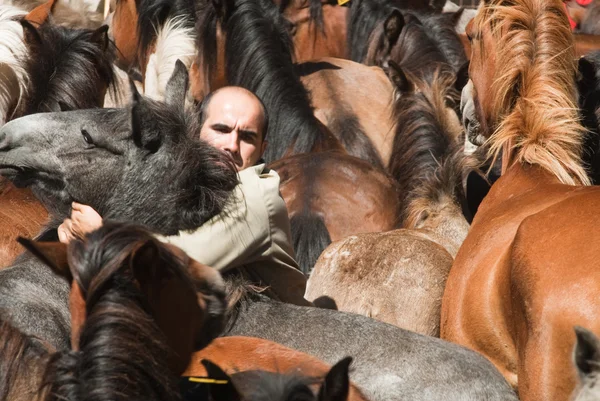 Homem e cavalo — Fotografia de Stock