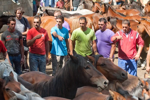 Uomini e cavalli — Foto Stock