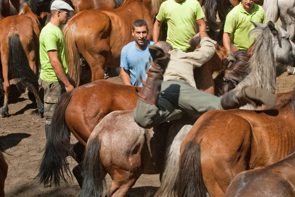 Homme un cheval — Photo