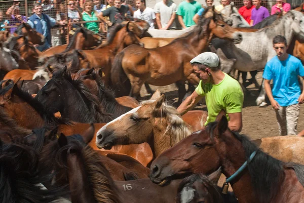 Hombre un caballo —  Fotos de Stock