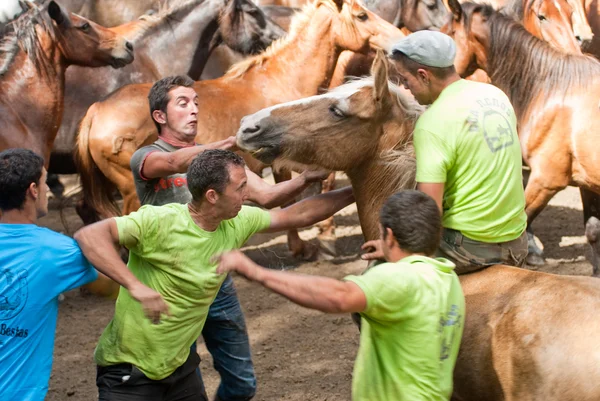 Men and horse — Stock Photo, Image