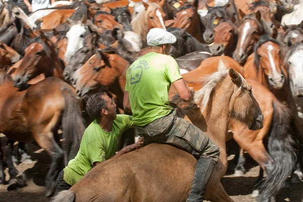 Hommes et chevaux — Photo