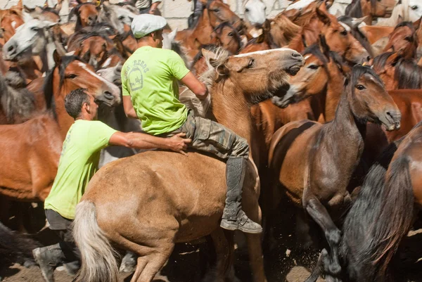 Mannen en paarden — Stockfoto