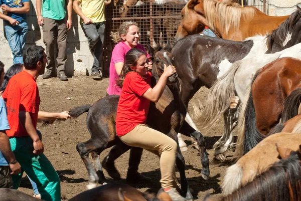 Mujer ans caballos Imágenes de stock libres de derechos