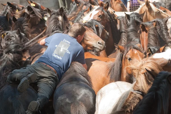 Homme un cheval — Photo