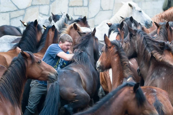 Hombre un caballo —  Fotos de Stock