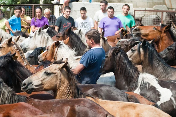 Homme un cheval — Photo