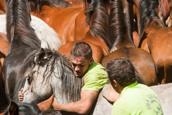 Men and horses — Stock Photo, Image