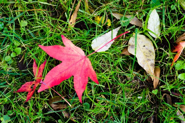 Zucchero foglia d'albero — Foto Stock