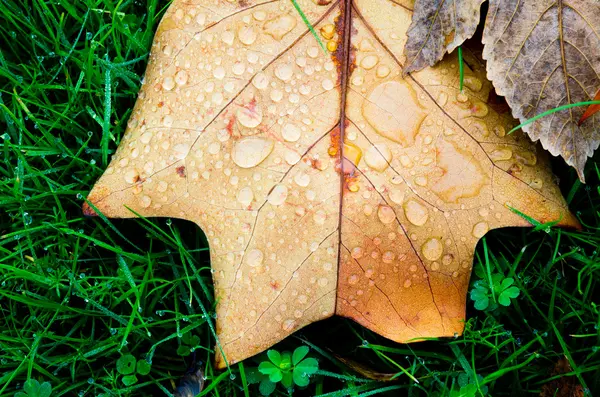 튤립 나무 잎 — 스톡 사진
