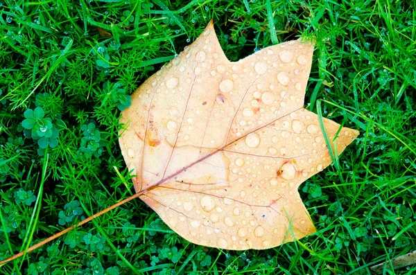 튤립 나무 잎 — 스톡 사진