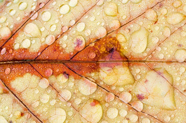チューリップ ツリーの葉 — ストック写真