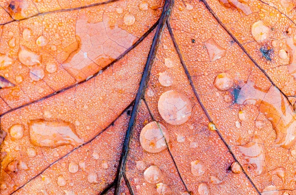 Lale ağacı yaprak — Stok fotoğraf