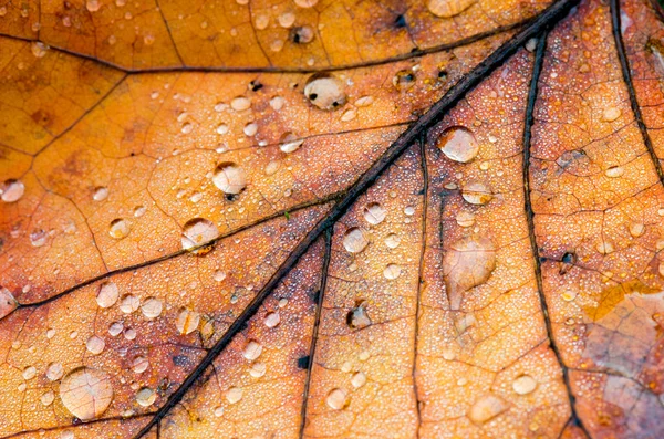 Tulip tree löv — Stockfoto