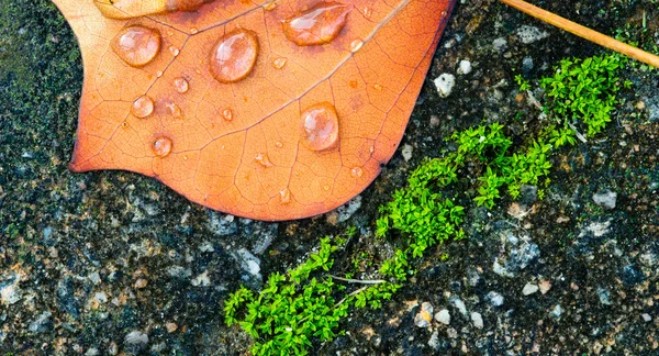 Lale ağacı yaprak — Stok fotoğraf