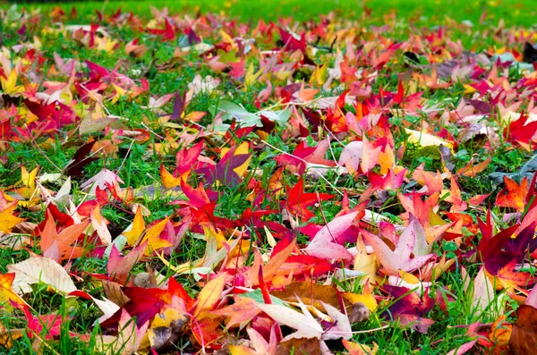 秋季背景 — 图库照片