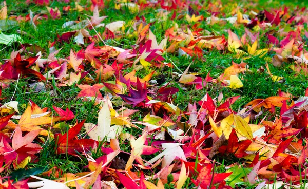 Fall background — Stock Photo, Image