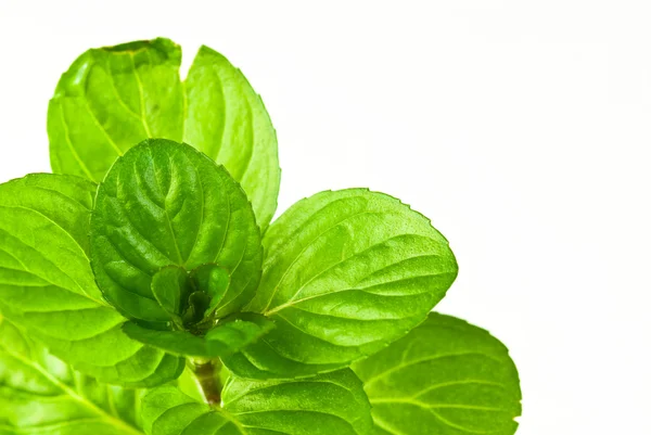 Mint leaves — Stock Photo, Image