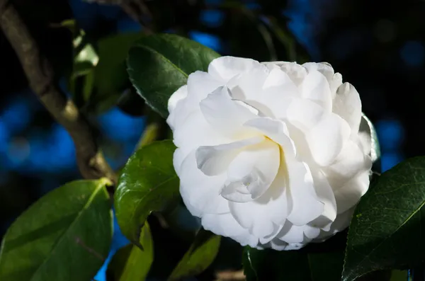 Vit camellia — Stockfoto