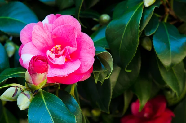 Röd camellia — Stockfoto